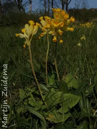 Sleutelbloemfamilie [Primulaceae]